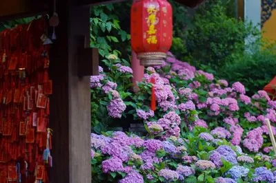杭州赏绣球花