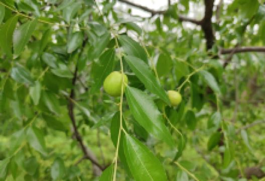 幸福草莓采摘园景点图片