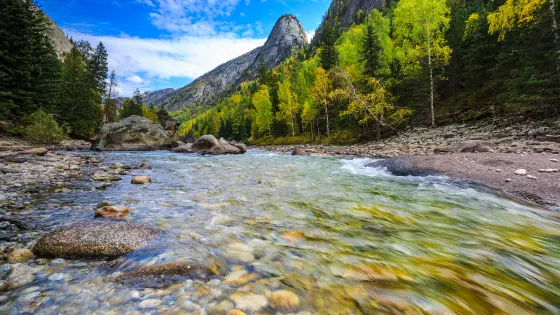 可可託海白樺林