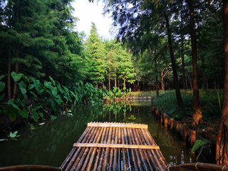 水上森林 | 上海驱车2小时就到的5A景区