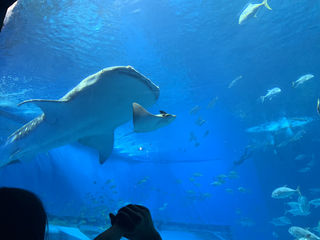 享乐二人组的冲绳5天4晚非自驾逛吃自由行 百图万字 冲绳玩耍指南请收好