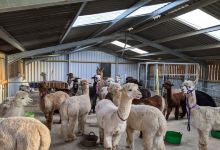 Dunreyth Alpacas景点图片