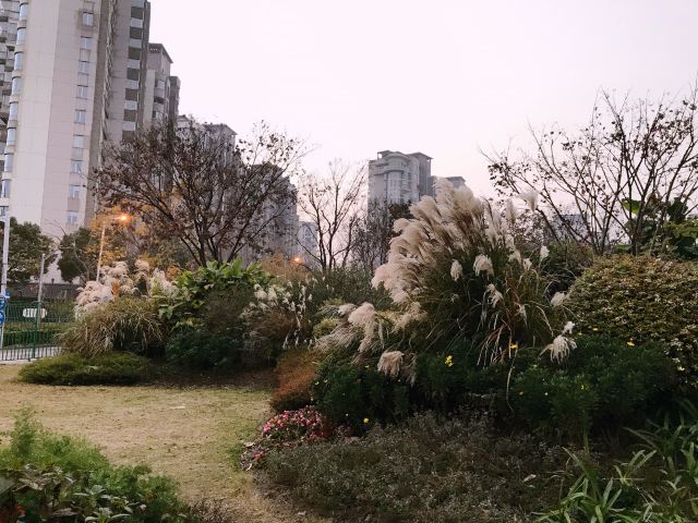 新江湾城公园旅行图片 1