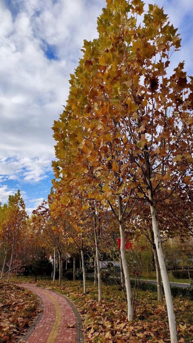 剑南春森林公园旅行图片 3