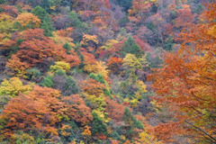 青川游记图片] 这次别再错过了！金秋十月，万亩彩林，唐家河绝了！
