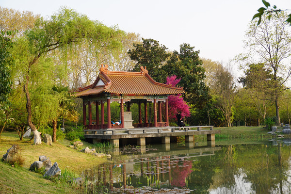 南京人看南京——明孝陵景区中日友好樱花园