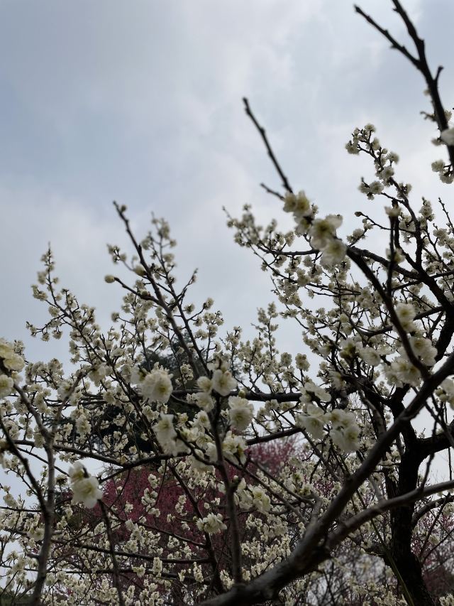 梅园公园旅行图片 8
