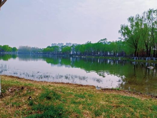 秦汉渭河湖泊湿地生态公园