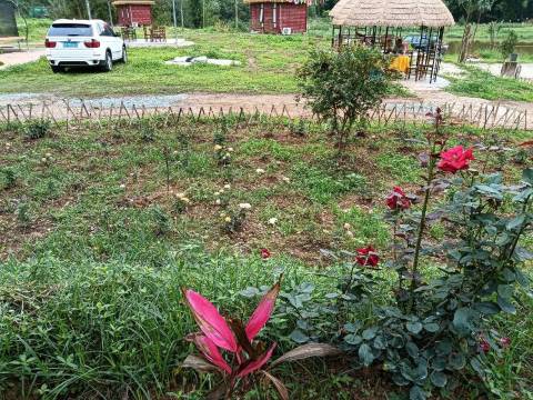 安仔农庄餐厅图片