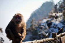峨眉山生态猴区-峨眉山