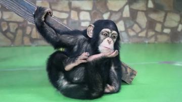 Shanghai Wild Animal Park - Small Animal Paradise
