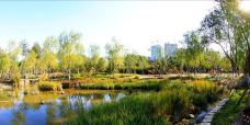 莲花池公园-北京-恰似您的温柔