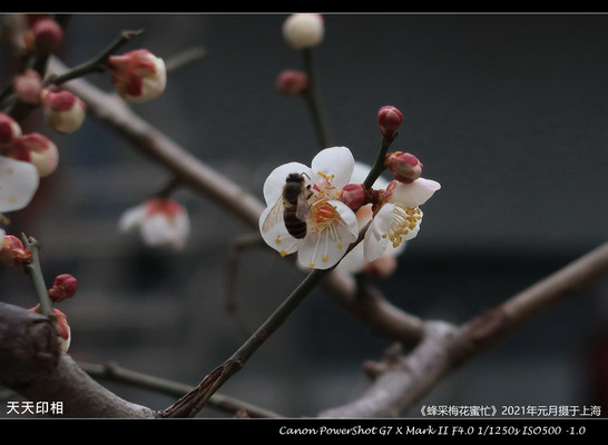 上海雕塑公园梅花初绽-蜂采花蜜忙