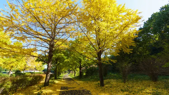興隆郊野公園