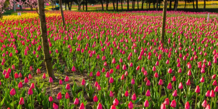 洛陽鬱金香牡丹園