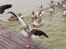 南大港湿地-黄骅-li-li717