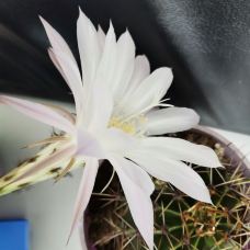 杭州西湖风景名胜区杭州花圃-杭州-tt梦幻小妖