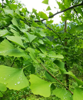 踏秋的季节——绵阳安州区蝴蝶谷