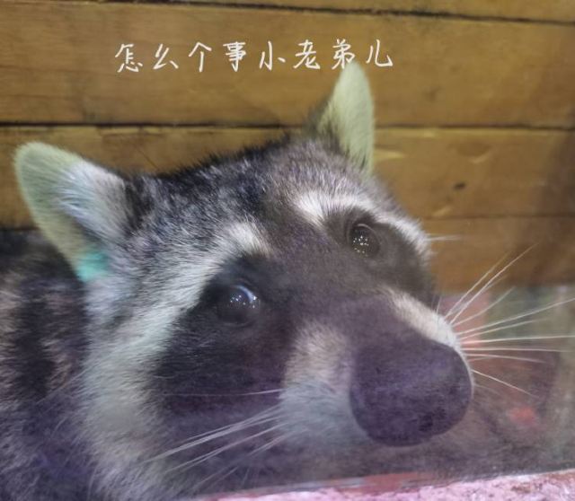 灵客欢乐动物园旅行图片 4