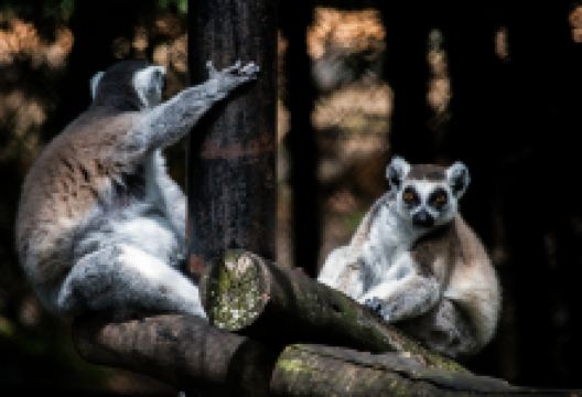 迈索尔动物园景点图片