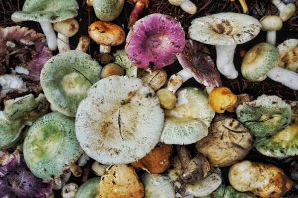 雨季的馈赠:来腾冲开启你的野生菌美食之旅