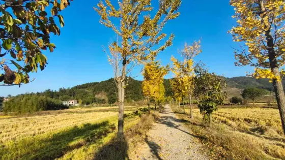 前倉鎮大陳風景區