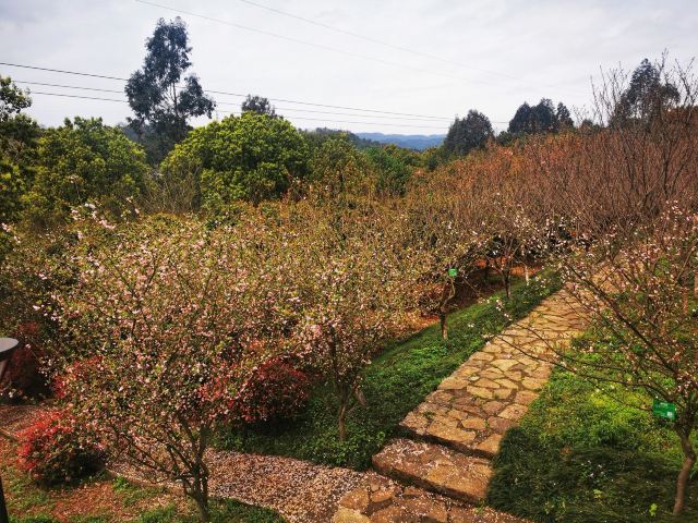 南岭植物园旅行图片 3