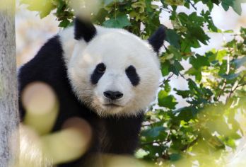 青城山+熊猫谷一日游【尊享包车游&家庭亲子游&成都三环接送】【[品质纯玩]纯玩品质、不进店购物、无强制消费行程透明】