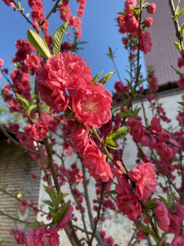 九峰镇花海旅行图片 4