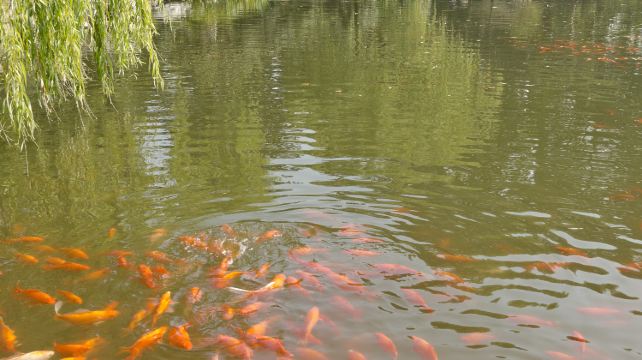 5-Day Yellowstone National Park Tour from Seattle · Coeur d’Alene, Missoula, Grand Teton National Park and Spokane