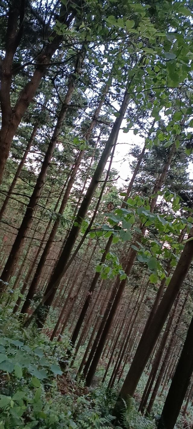 丁玲公园旅行图片 2