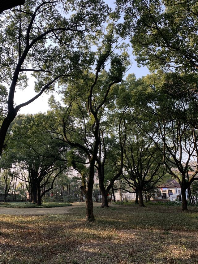 复兴岛公园旅行图片 4