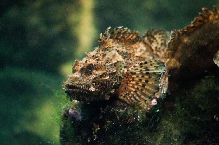 Stonefish