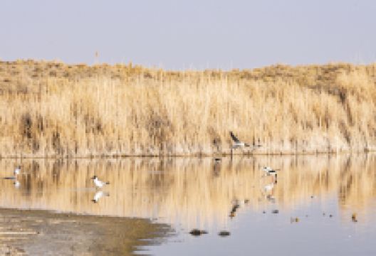 乌伦古湖国家湿地公园景点图片
