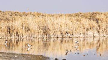 乌伦古湖国家湿地公园