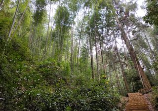 方竹,在红色岩石下苍翠欲滴