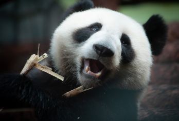 包车游 | 都江堰+熊猫谷一日游亲子游+三环内免费接送【[品质纯玩]独立出行，纯玩品质，不进店购物，无强制消费行程透明！】