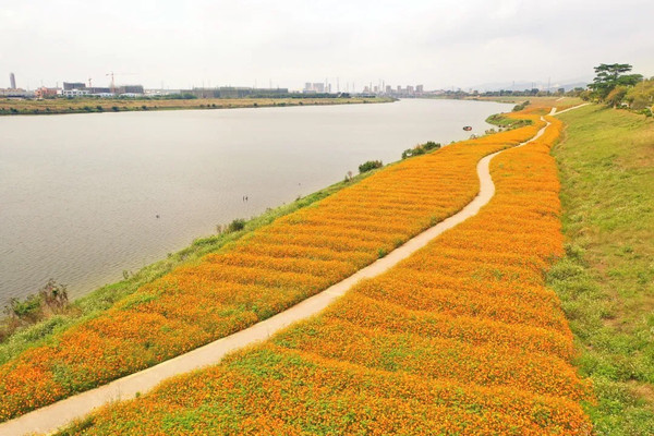美哭了!芦苞花海再换“新装”,这次是金黄色的海洋......