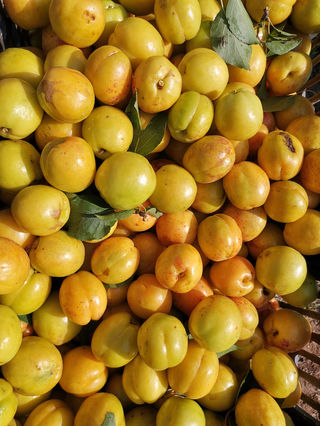 陇上杏花第一村原来在这里