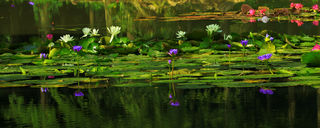 傲骨中通叹风雨,岂肯昏睡在人间--武汉植物园睡莲绽放