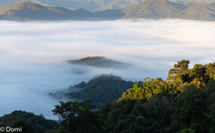 澜沧游记图片] 探索茶香本味，自驾普洱景迈山之旅