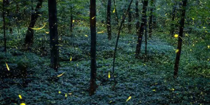 木蘭天池風景區-螢火蟲主題公園