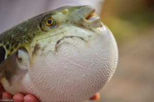 曹妃甸区游记图文-寻味河豚源头，安心品味珍馐！在十里海河豚小镇实现河豚自由