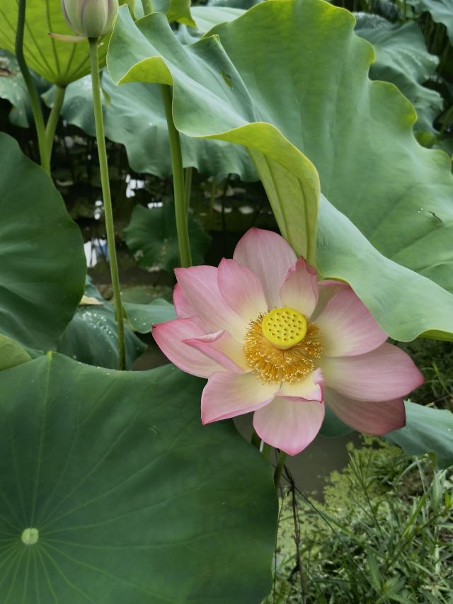 桂东植物园旅行图片 6