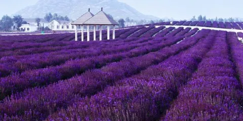 嵖岈山溫泉小鎮薰衣草文化園