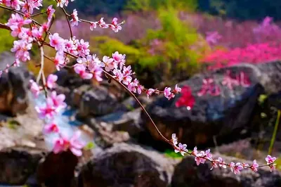 朝天吼观光