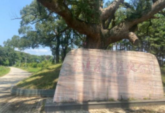 苏溪塘登森林湿地公园景点图片