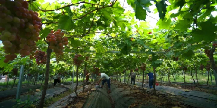 賀州市萌嶺生態葡萄園