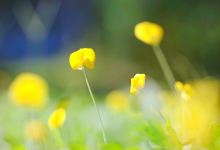 桃花寨景点图片