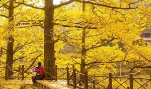 黄果树瀑布游记图文-贵州的秋天到底有多美，来过的人都不想回去了！